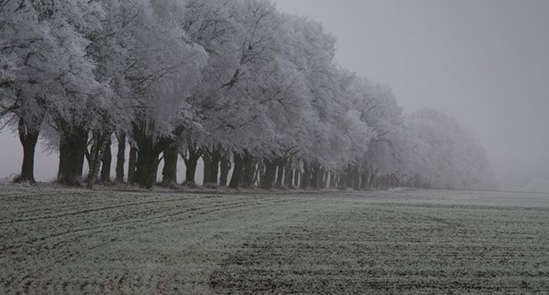 Bildausschnitt einer Baumallee im Winter. Die Bäume sind mit Schnee bedeckt.
