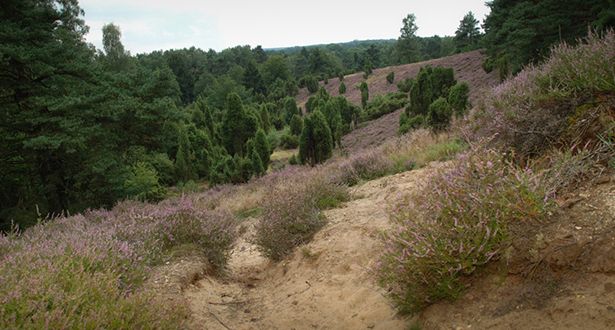 Blick auf die Heidelandschaft Borsteler Schweiz