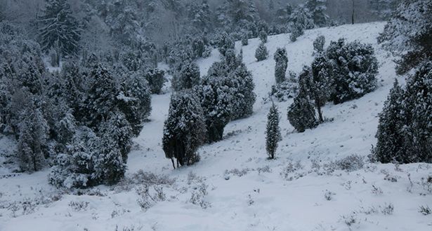 Bildausschnitt der schneebedeckten Heidelandschaft Borsteler Schweiz