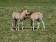 Bildauschnitt Helfer bei der Heidepflege Bildauschnitt Helfer bei der Heidepflege