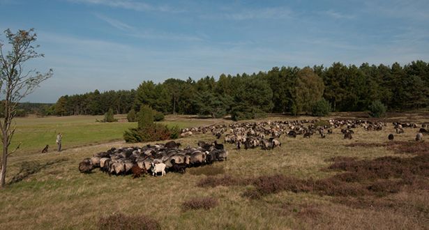 Weitwinkelaufnahme einer Herde Heidschnucken und Schäfer in der Heidelandschaft Höpen