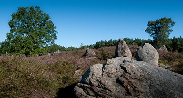 Bildausschnitt der Heidefläche, im Vordergrund wird ein Steindenkmal gezeigt