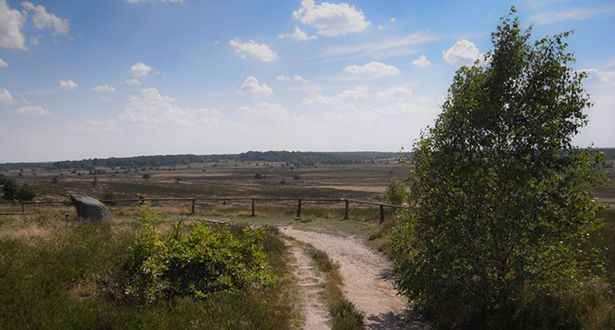 Blick auf einen Wanderweg entlang der Heideflächen auf dem Surhorn