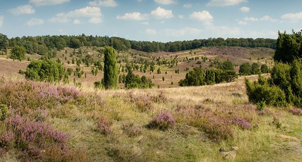 Panoramablick auf das Heidetal Totengrund