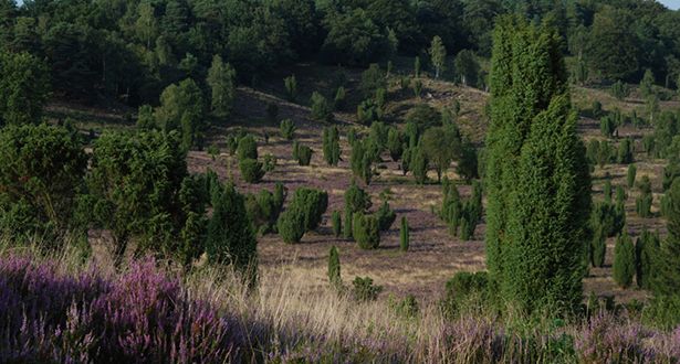 Blick auf die blühende Heide im Heidetal Totengrund