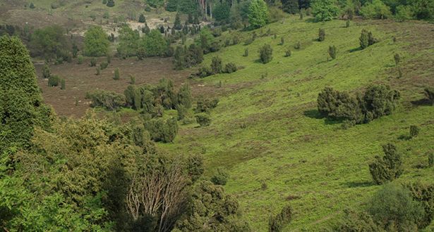 Blick auf grüne Heideflächen, Heidetal Totengrund