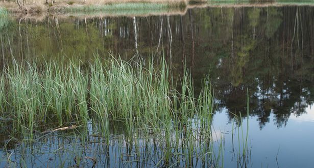 Bildausschnitt Schilfgras im Heideweiher Ahlftener Flatt
