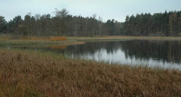 Blick auf die Uferlandschaft Heideweiher Ahlftener Flatt