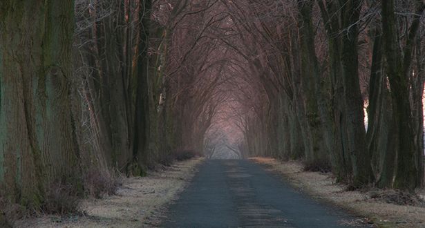 Bildausschnitt einer Baumallee im Winter. Die Bäume haben keine Blätter.