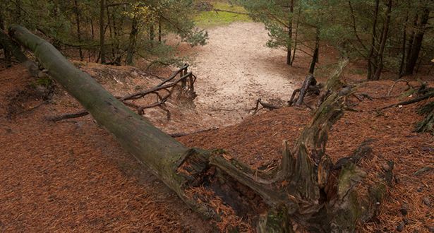 Bildausschnitt Sandboden der Düne mit Kiefernnadeln bedeckt