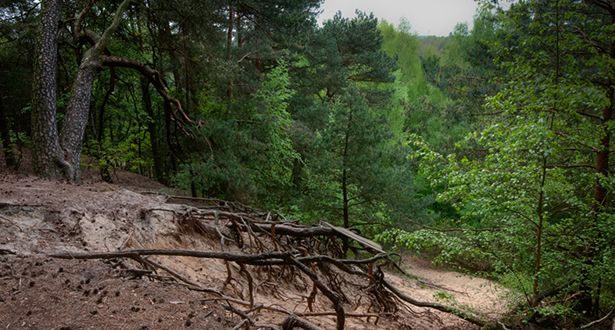 Bildausschnitt Dünenlandschaft und grüne Kiefern