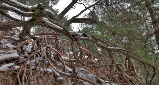 Detailauschnitt Dünenlandschaft und Kiefern mit Schnee bedeckt