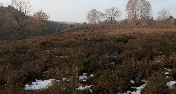 Bildausschnitt Heidelandschaft - teilweise mit Schnee bedeckt
