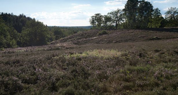 Bildausschnitt Heidelandschaft
