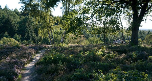4 Personen picknicken unter einer Birke am Wegrand