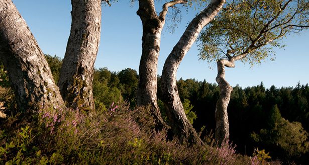 Beispiel Birkengruppe in der Heidelandschaft