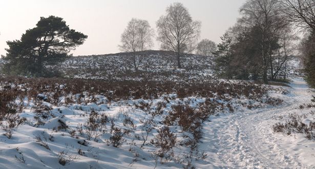 Schneebedeckte Heidelandschat Brunsberg