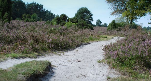 Ein Wanderweg inmitten der Heidefläche im Büsenbachtal