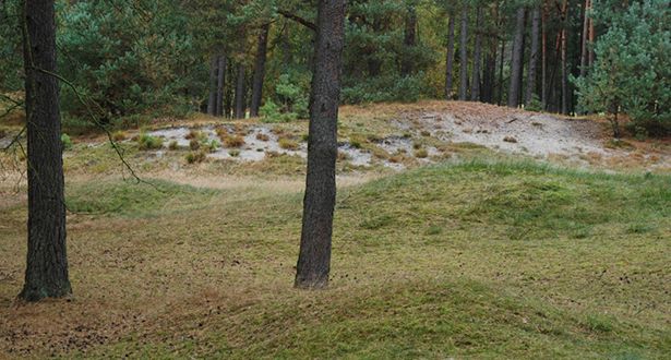 Detailauschnitt Dünenlandschaft und Nadelwald