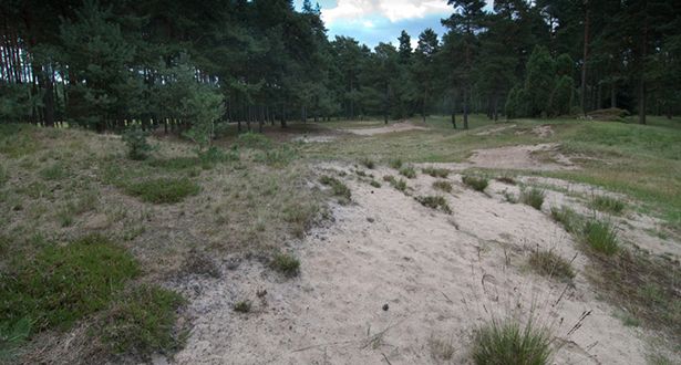 Detailauschnitt Dünenlandschaft und Nadelwald