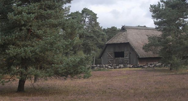 Bildausschnitt Heidschnucken stehen vor einer Scheune auf der Heide