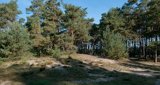 Detailauschnitt Dünenlandschaft und Nadelwald