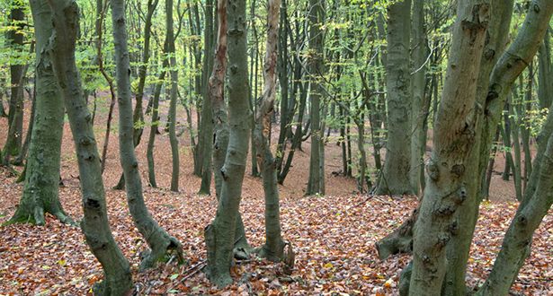 Bildausschnitt Laubmischwald im Naherholungsgebiet Hambörn