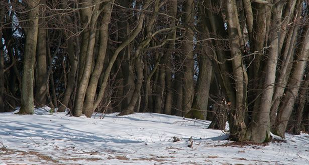 Bildausschnitt des schneebedeckten Laubmischwalds im Naherholungsgebiet Hambörn