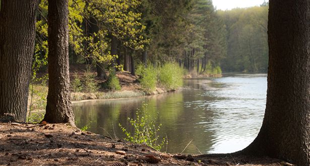 Gewässer inmitten eines Waldes im Lopautal