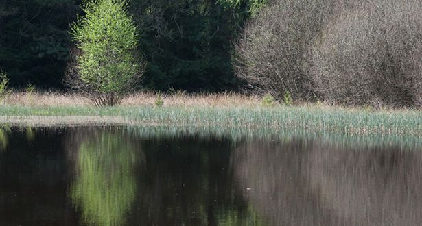 Nahaufnahme eines Sees mit Blick auf das Grasufer