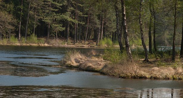 Ein Bach fließt durch einen Wald im Lopautal