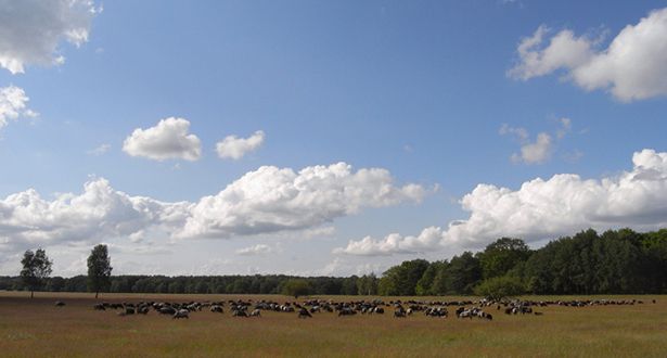 Heidschnucken grasen auf dem Magerrasen Camp Reinsehle