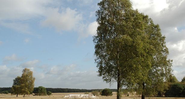 Bildausschnitt des Magerrasen Camp Reinsehle