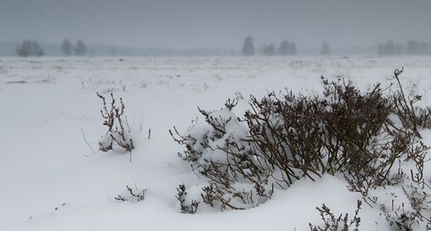 Nahaufnahme des mit Schnee bedeckten Magerrasen Camp Reinsehle