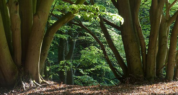 Laubwald im Marxener Paradies