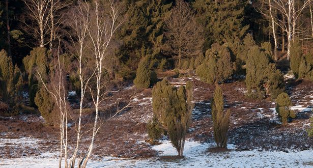 Schneebedeckte Heide im Marxener Paradies