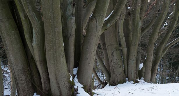 Bildausschnitt schneebedeckte Laubwald im Marxener Paradies