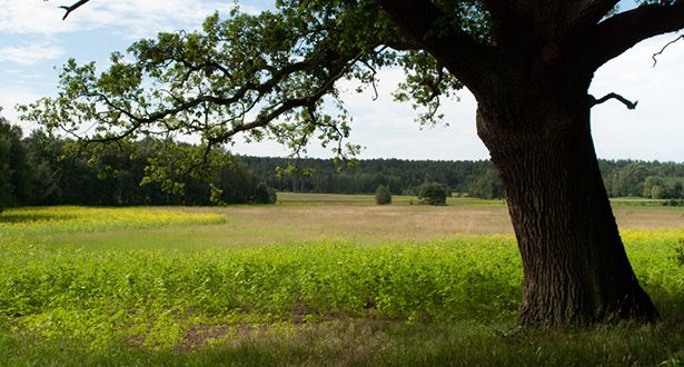 Grünland im Melbecker Moor