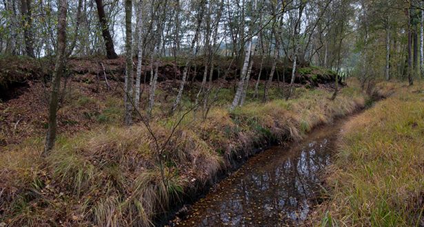 Melbecker Moor im Herbst