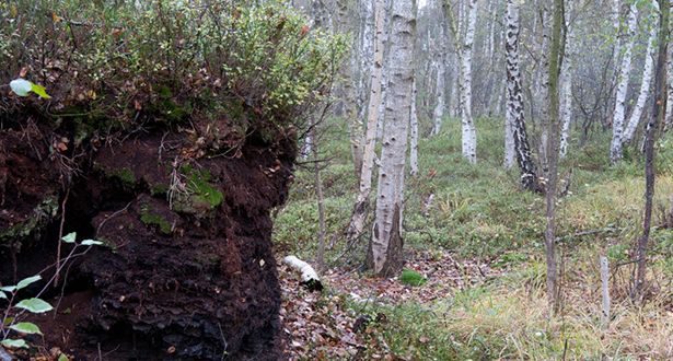 Detailausschnitt Torfhügel im Melbecker Moor