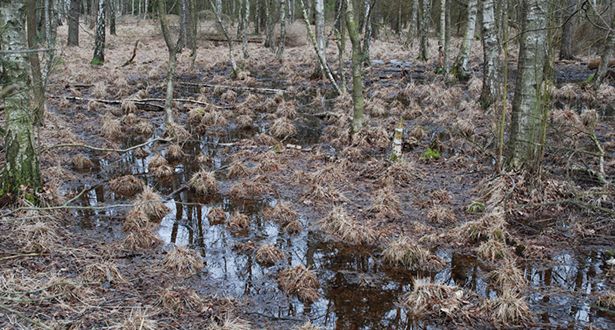 Detailausschnitt Moorlandschaft Möhrer Moor