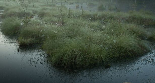 Moorlandschaft im Nebel