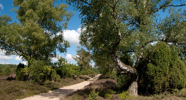 Bildausschnitt eines Wanderwegs durch die Rehrhofer Heide bei Sonnenschein