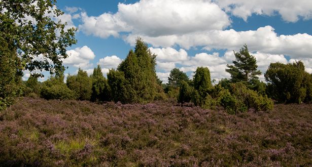 Bildausschnitt der Rehrhofer Heide