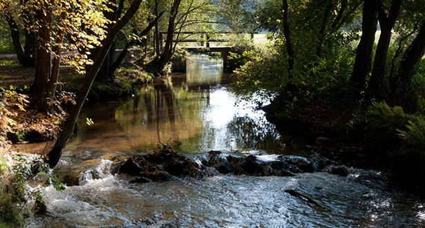 Die Schmale Aue fließt durch ein Waldstück