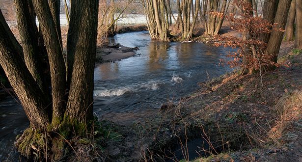 Die Schmale Aue fließt durch ein Waldstück