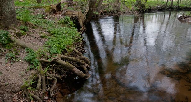 Die Seeve fließt durch ein Waldstück