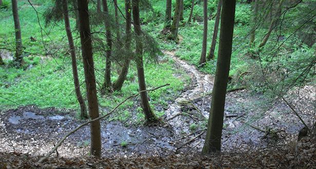 Bildausschnitt Erlenbruchwald