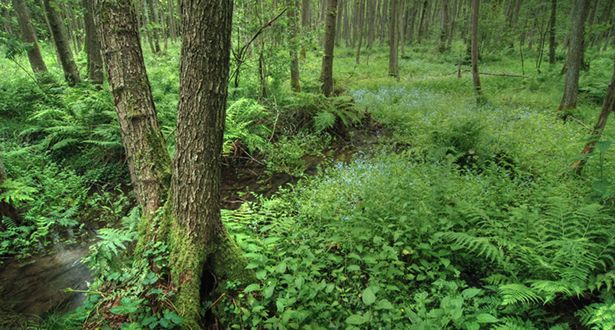 Detailauschnitt Quellwasserstrom im Erlenbruchwald