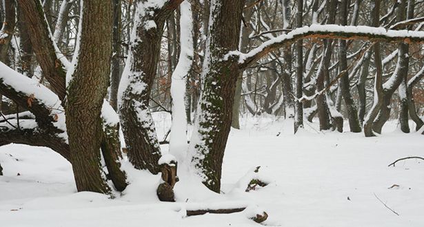 Beispiel knorrige Eichen mit Schnee bedeckt